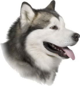 Alaskan_Malamute_001