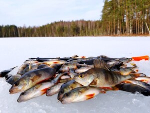 рыбвлка